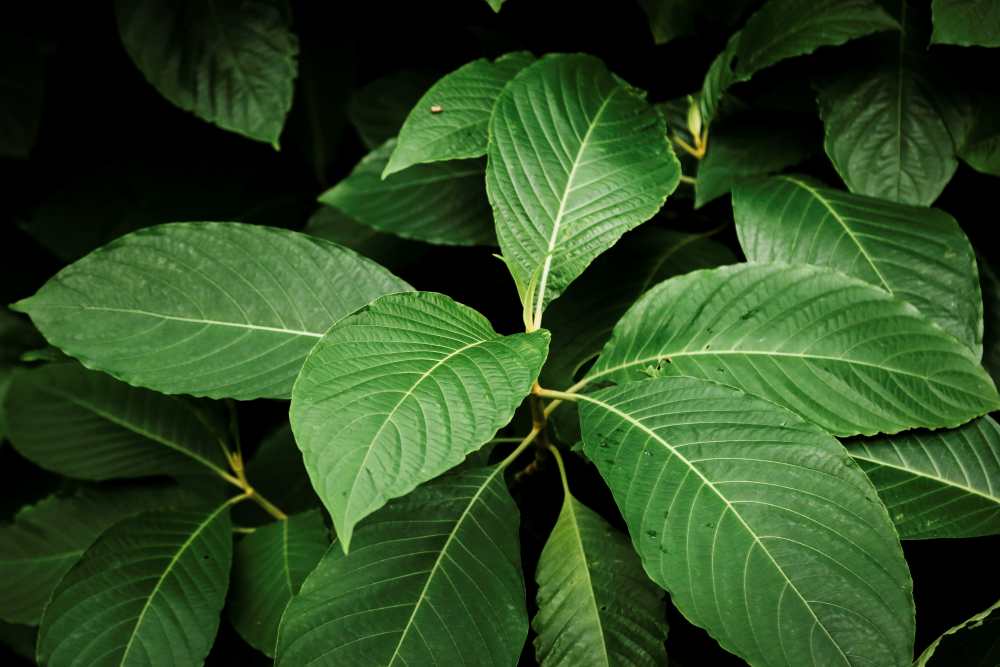 Kratomové listy, jaké má účinky 